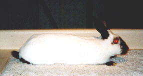 Pelham's Snowball