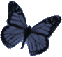 bfly.gif (3976 bytes)