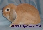 Brasbys Acorn