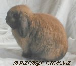 Brasbys Sienna