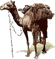 camel
