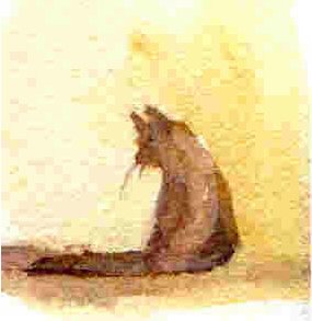 Cat by Kathy Bade