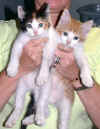cats1.jpg (34642 bytes)