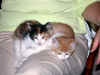 cats3.jpg (27232 bytes)