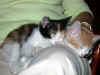 cats4.jpg (25474 bytes)