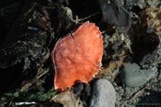 Whidbey Island