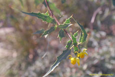 Arizona