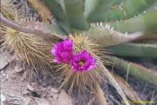 Arizona