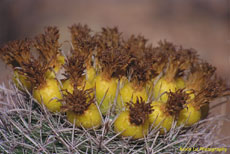 Arizona