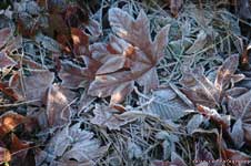 Seattle Frost in Discovery Park