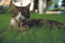 Grette the Cat
