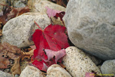New Hampshire