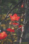 New Hampshire