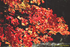 Maine
