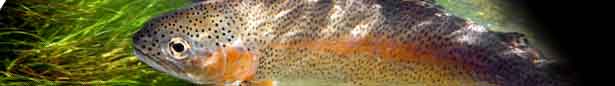 links banner