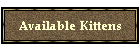Available Kittens