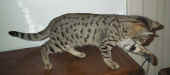 p3.jpg (98195 bytes)