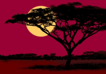 West African experiences