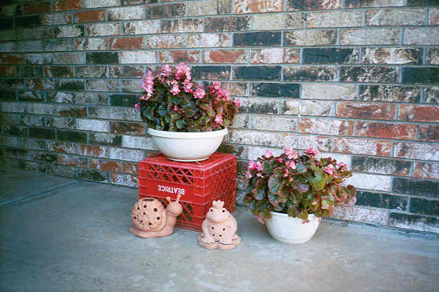 last summer's begonias