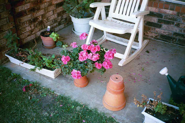 summer 2001 geraniums