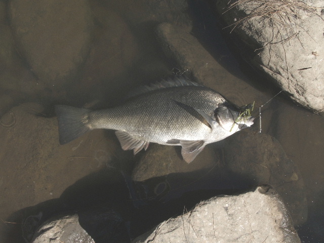 Golden Perch