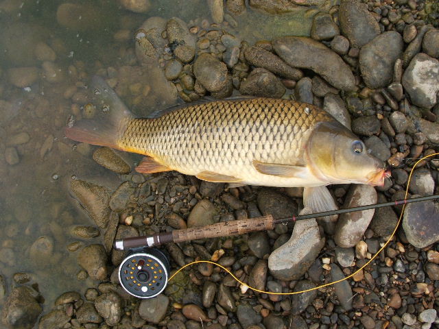 Murray Cod