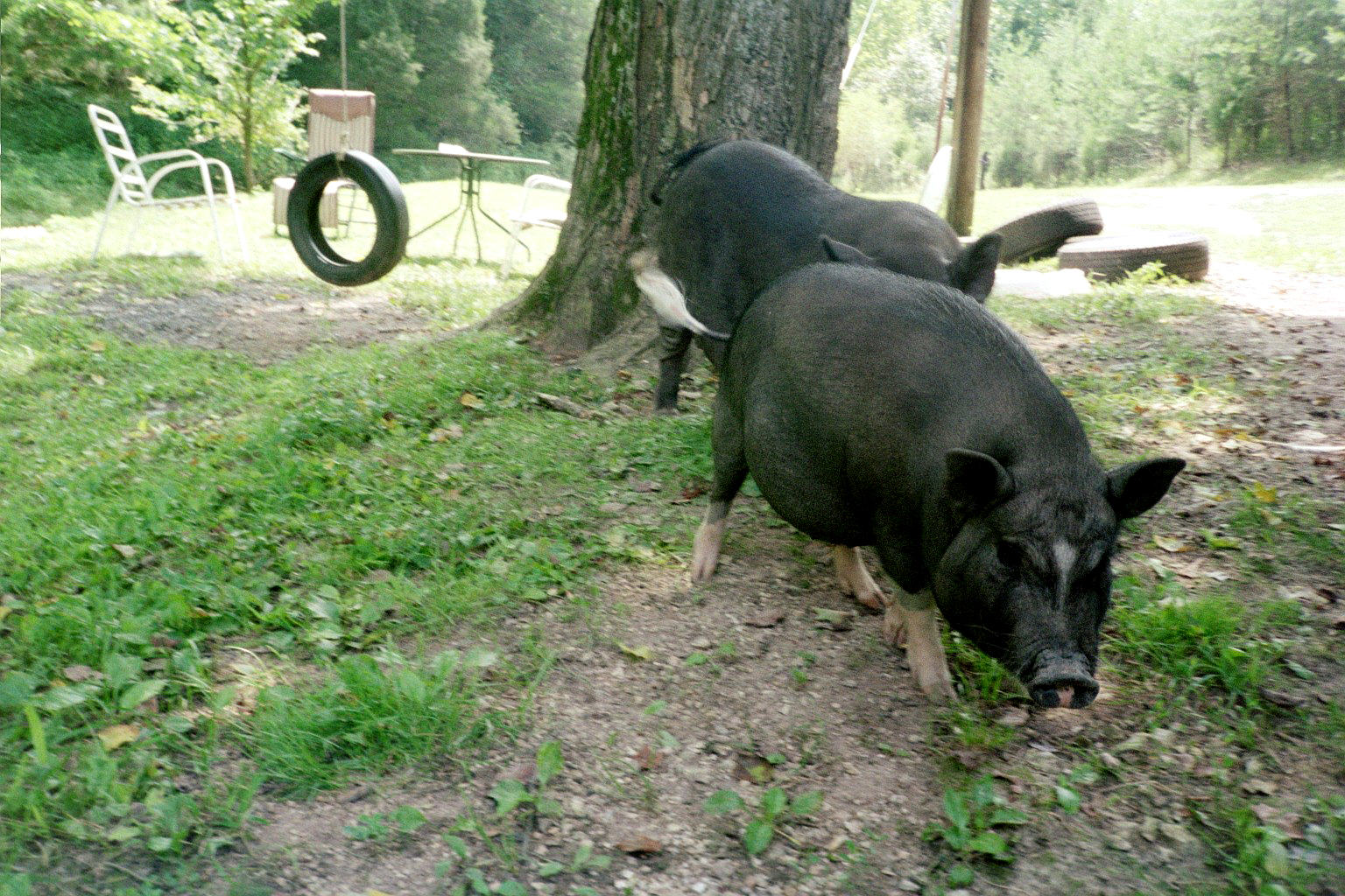 Wilbur & Bacon