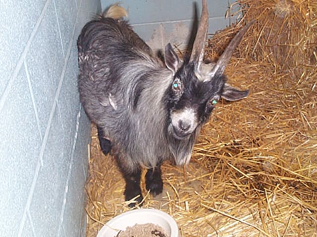 Daniel.&nbsp; Pygmy Goat, buck.&nbsp; Rescued from local animal shelter