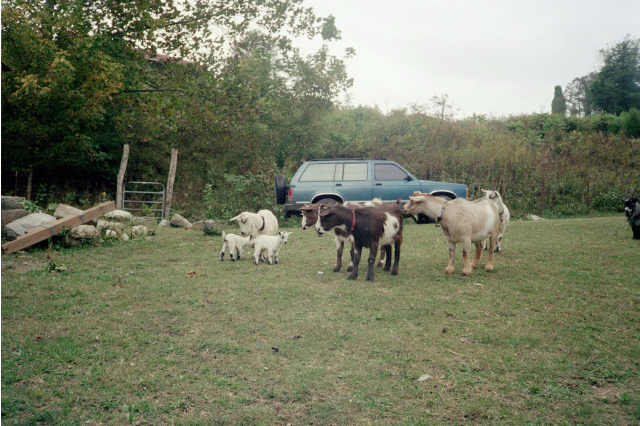 Goats