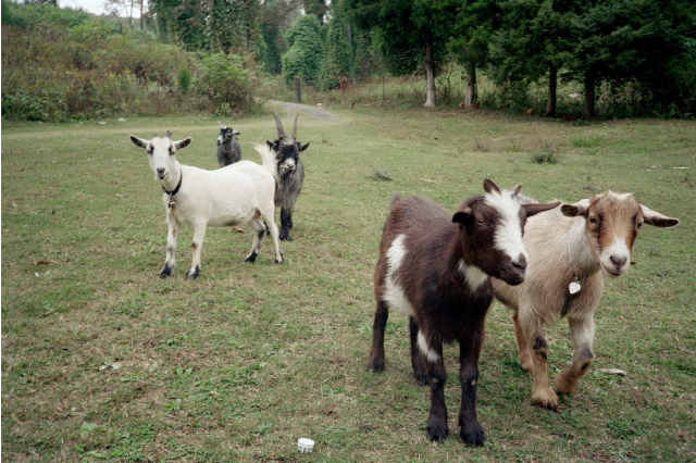 More Goats