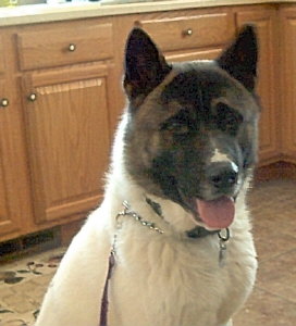 Alex,&nbsp; 2 year old Akita. Adopted from Iron Paws Akita Rescue. He was rescued from animal shelter after being picked up as a stray.