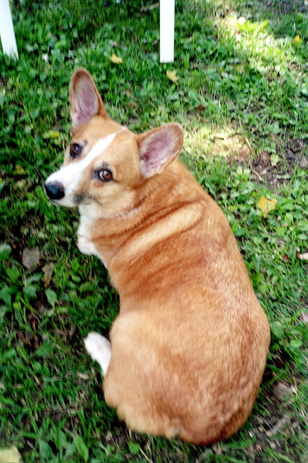 Bear, a Pembroke Welsh Corgi.&nbsp; Rescued from a local animal shelter.