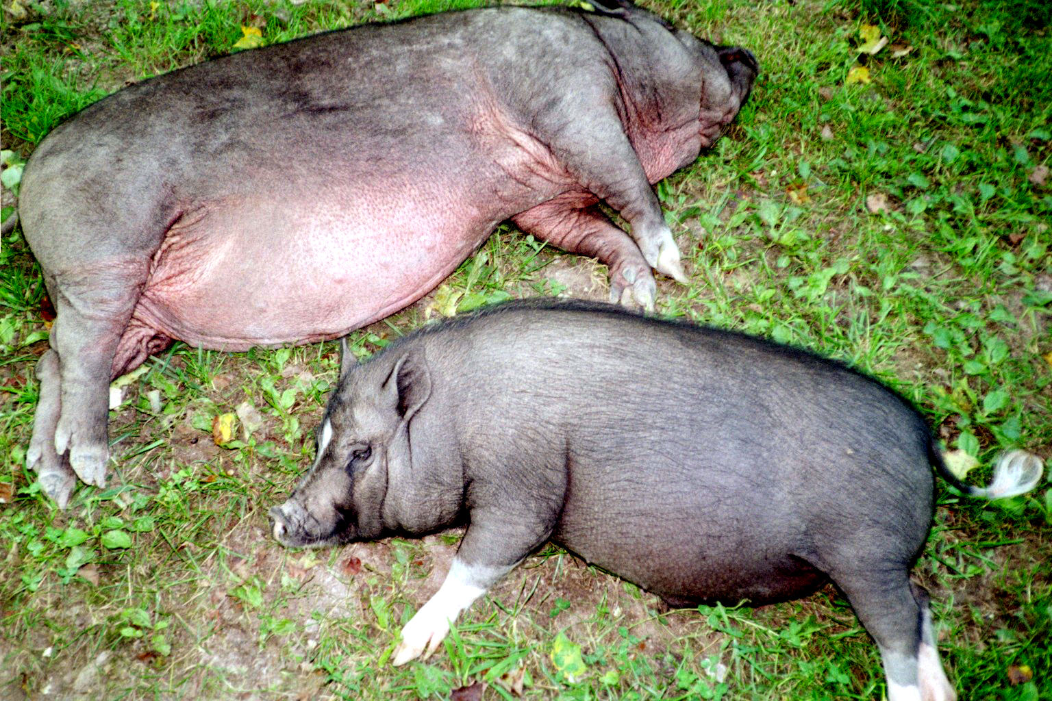 Bacon & Wilbur.&nbsp; Pot Bellied Pigs. Relocated here from Lisa, who rescues in North Carolina.