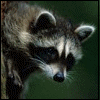 Racoons band togethor and kill pop stars!