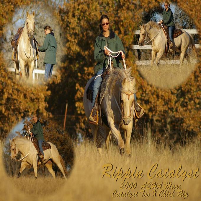 to Rozell Quarter Horses, Jefferson, Iowa!