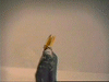 metallica_king_nothing003.gif (6856 bytes)