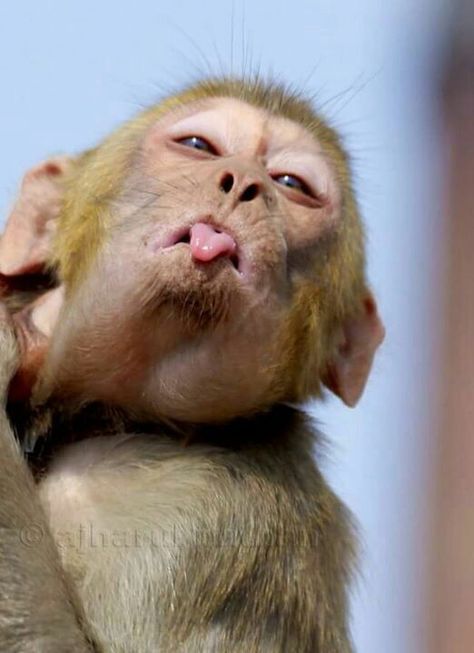 monkey with a tongue out