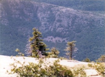 acadiaNP.jpg (27546 bytes)