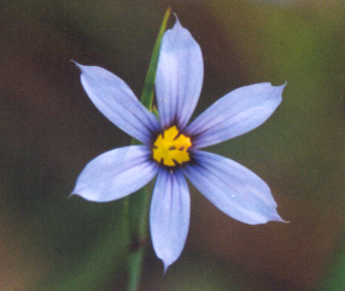 bflower175.jpg (36819 bytes)
