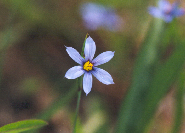 bflower275.jpg (116000 bytes)