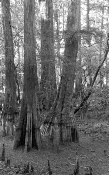bwcypress1.jpg (76823 bytes)
