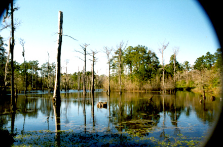 clairborne175.jpg (89907 bytes)