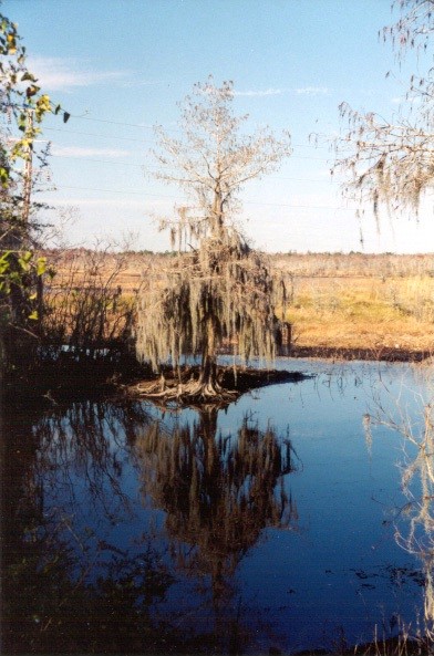 swamptree.jpg (81792 bytes)