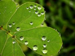 Water drops