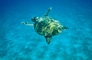  Sea turtle Caretta-Caretta in front of Irida Resort Hotel