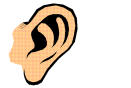 ear.jpg