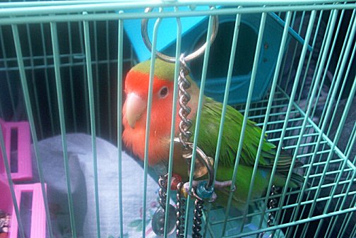 baby