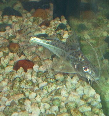 catfish