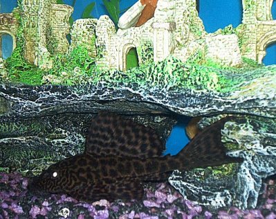pleco