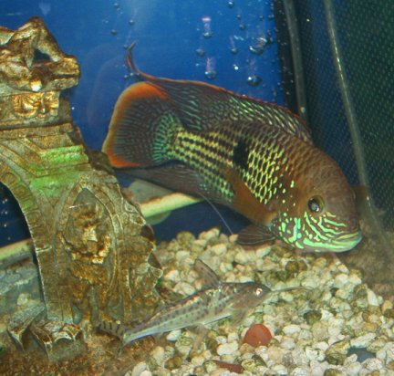 terror & catfish